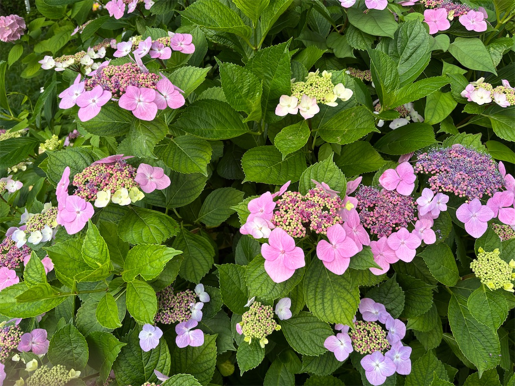 f:id:asakusa5809:20250602092227j:image