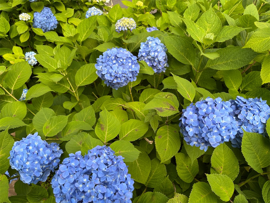 f:id:asakusa5809:20250602092236j:image