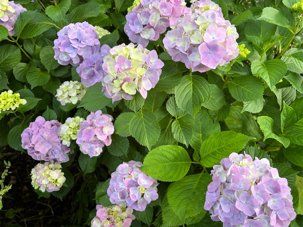 f:id:asakusa5809:20250602092254j:image