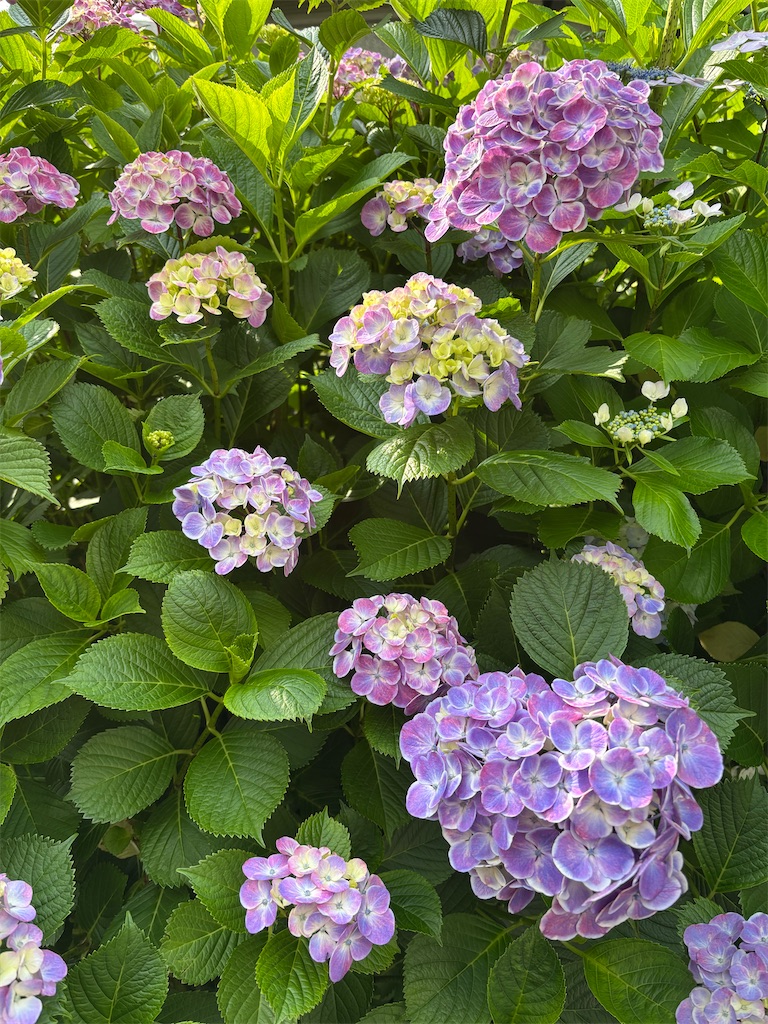 f:id:asakusa5809:20250602092319j:image