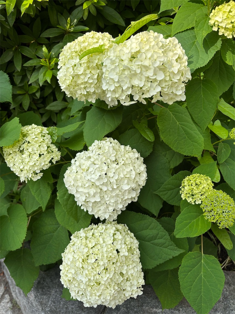 f:id:asakusa5809:20250602092322j:image