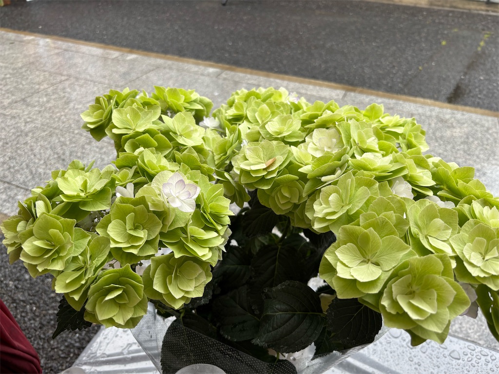 f:id:asakusa5809:20250615212742j:image