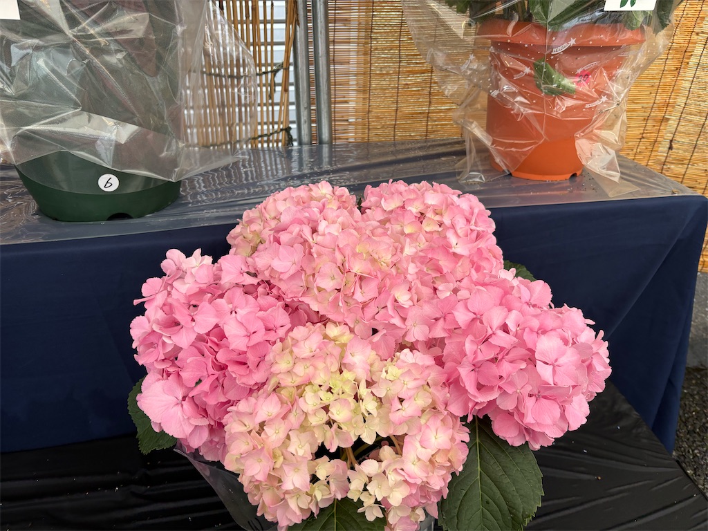 f:id:asakusa5809:20250615212808j:image