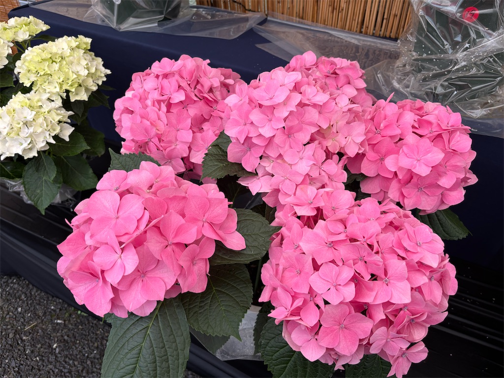 f:id:asakusa5809:20250615212932j:image