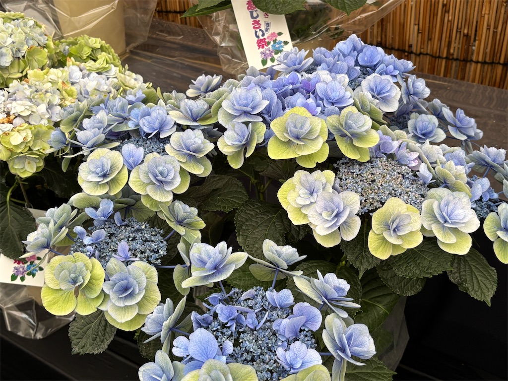 f:id:asakusa5809:20250615213025j:image