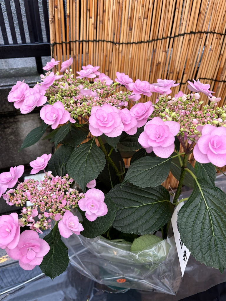 f:id:asakusa5809:20250615213048j:image