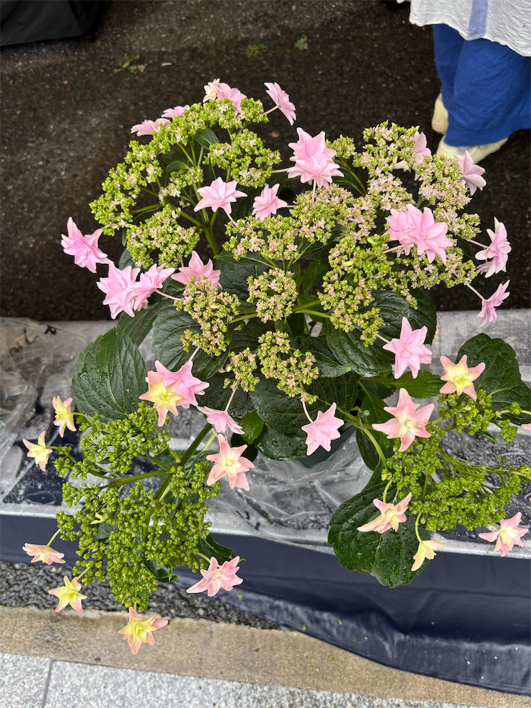 f:id:asakusa5809:20250615213055j:image