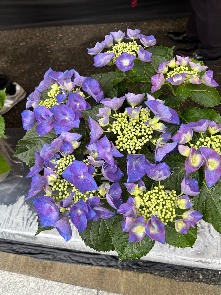 f:id:asakusa5809:20250615213103j:image