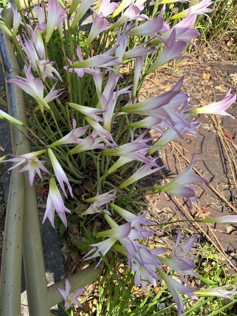 f:id:asakusa5809:20250701161111j:image