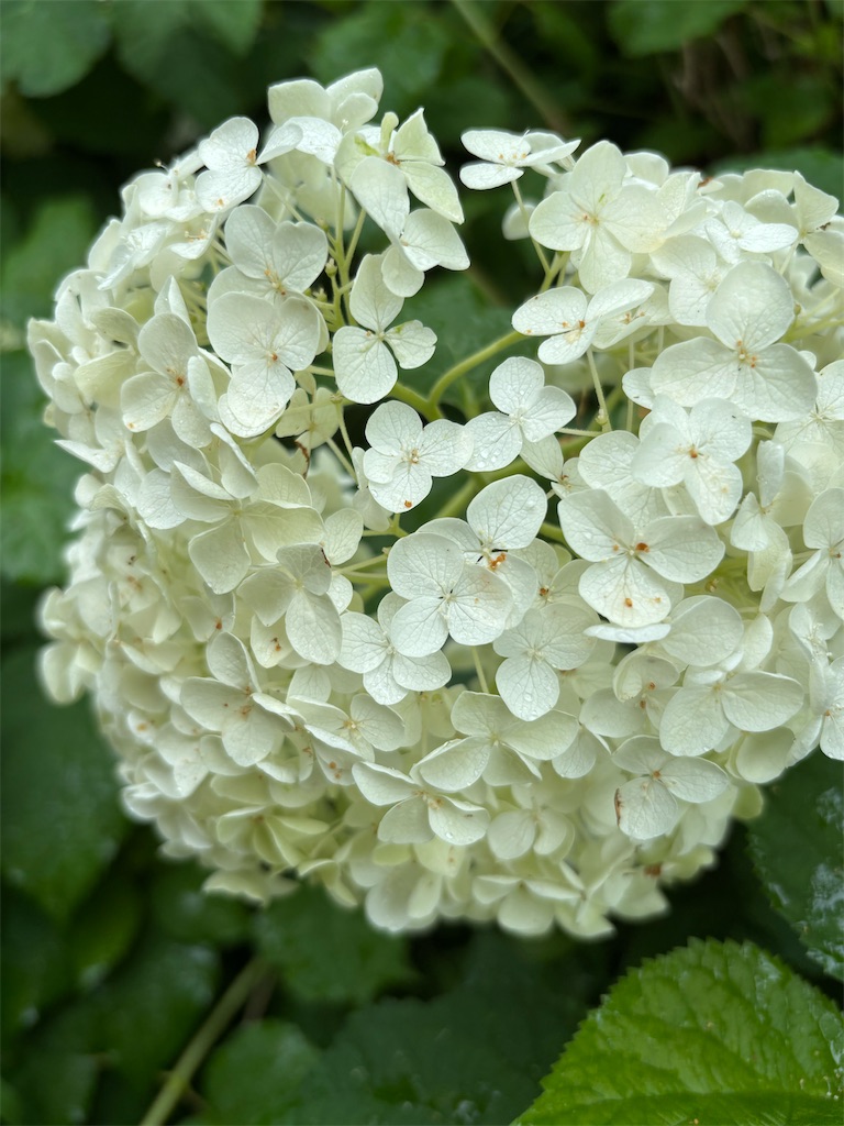 f:id:asakusa5809:20250705230302j:image