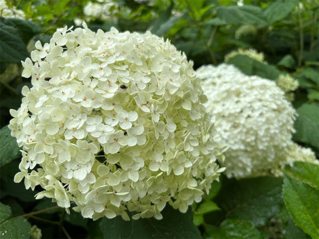 f:id:asakusa5809:20250705230312j:image