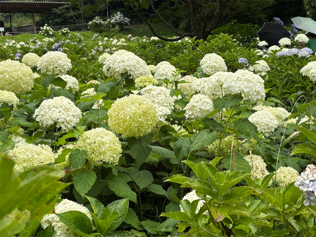 f:id:asakusa5809:20250705230329j:image