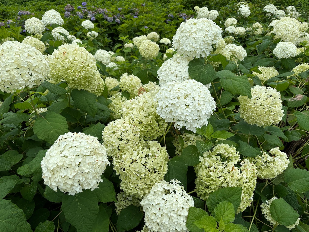 f:id:asakusa5809:20250705230342j:image