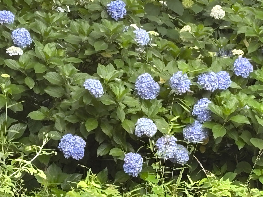 f:id:asakusa5809:20250705230357j:image