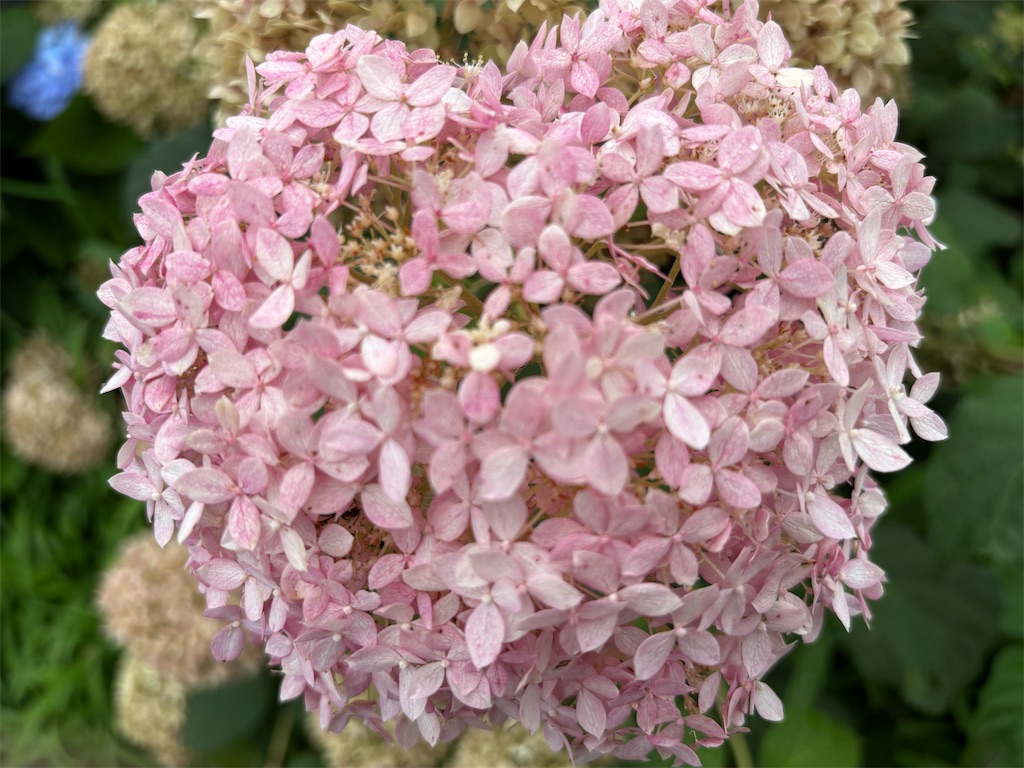 f:id:asakusa5809:20250705230412j:image
