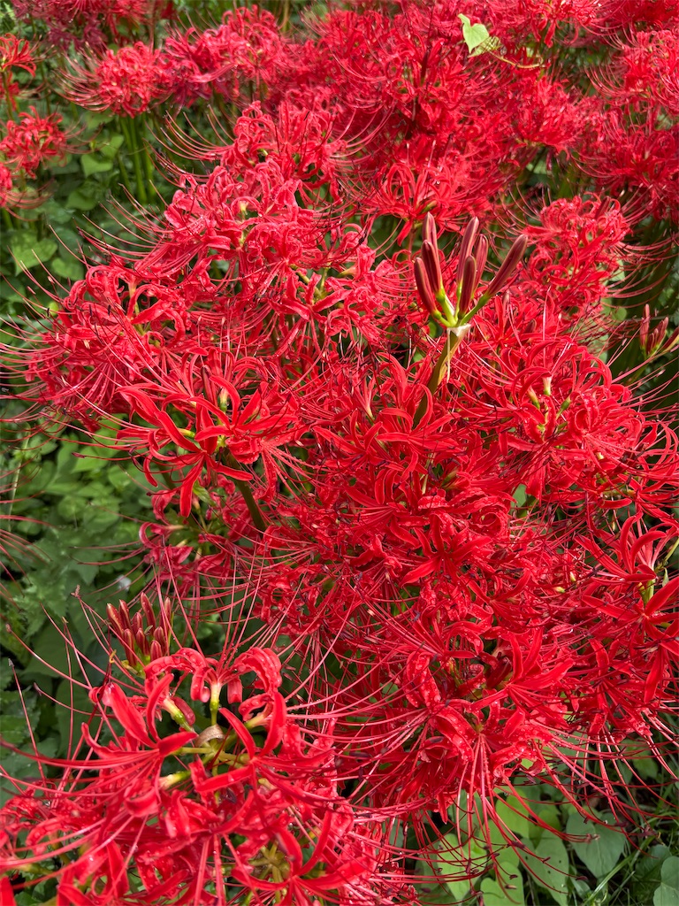 f:id:asakusa5809:20251006105646j:image f:id:asakusa5809:20251006105646j:image