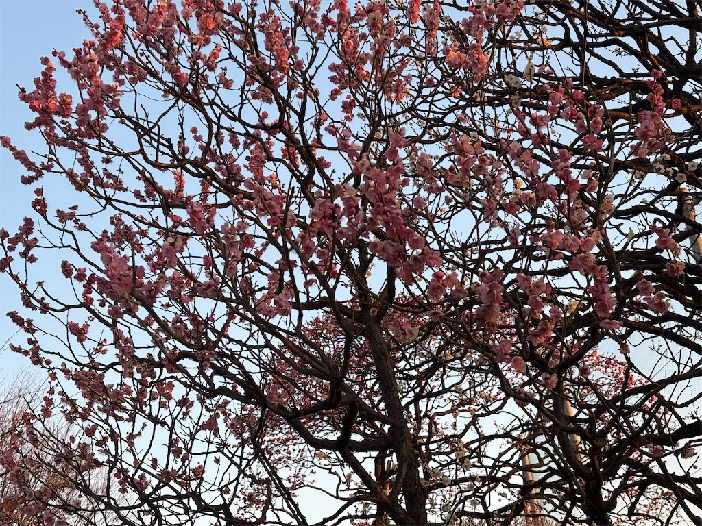 f:id:asakusa5809:20260206082310j:image
