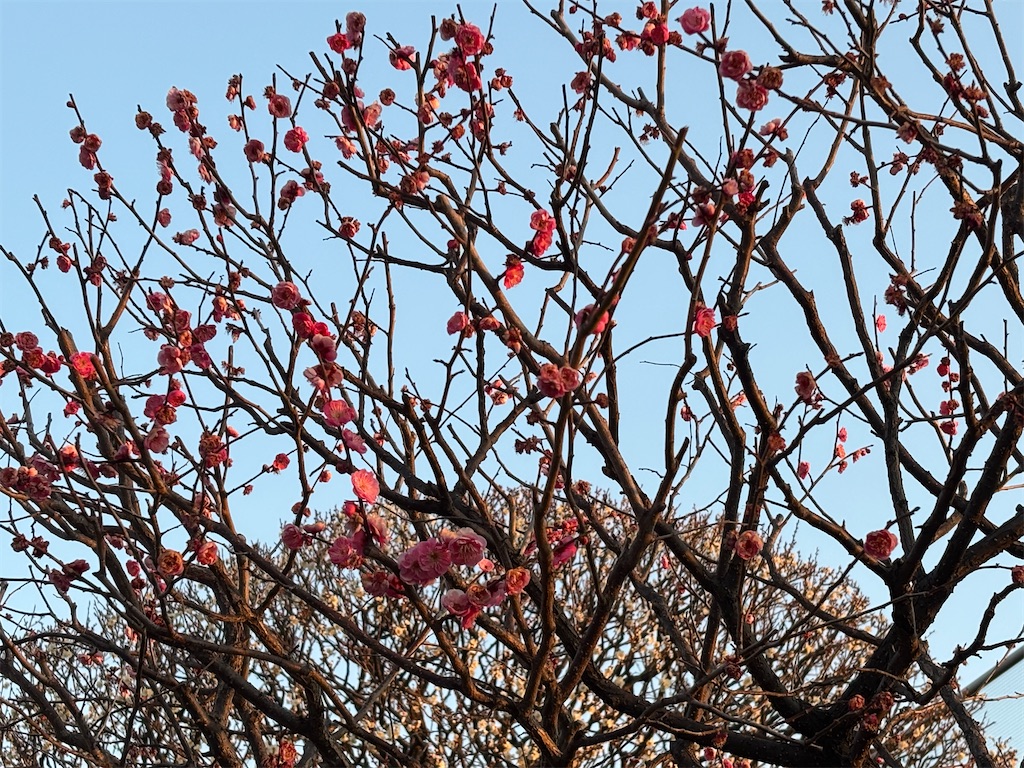 f:id:asakusa5809:20260206082317j:image
