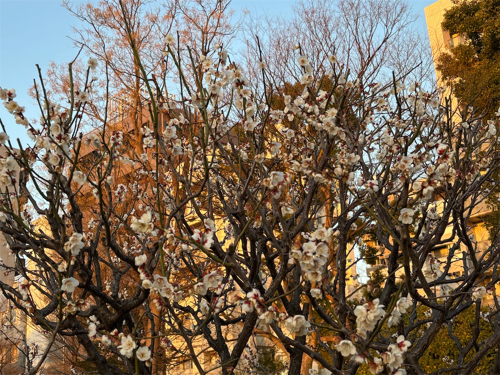 f:id:asakusa5809:20260206082335j:image