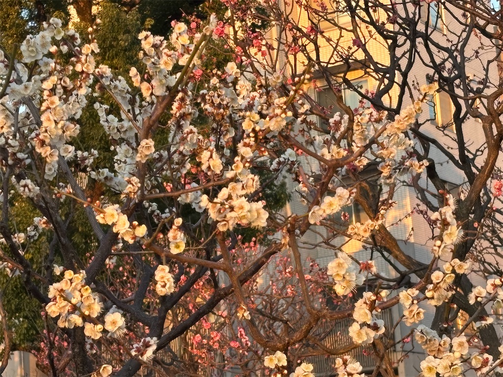 f:id:asakusa5809:20260206082412j:image