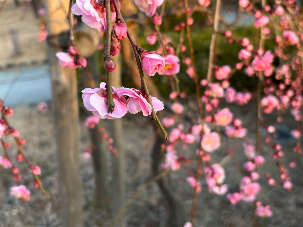 f:id:asakusa5809:20260206082833j:image