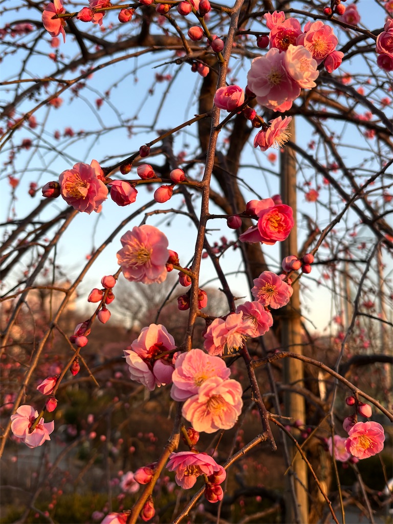 f:id:asakusa5809:20260206082839j:image