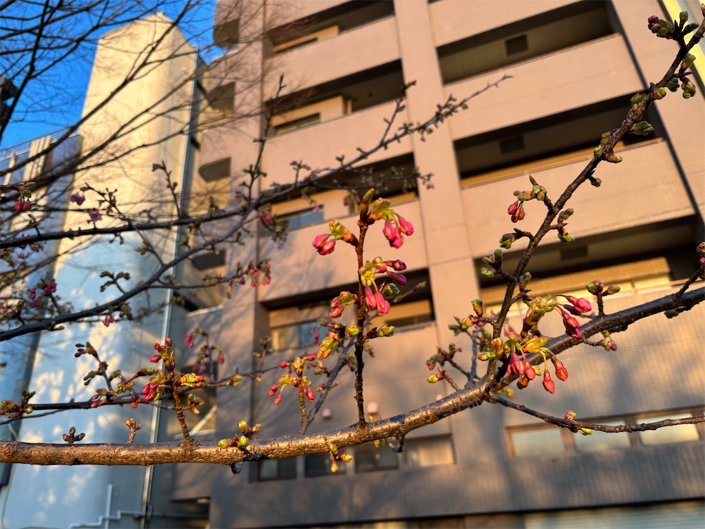 f:id:asakusa5809:20260206083124j:image