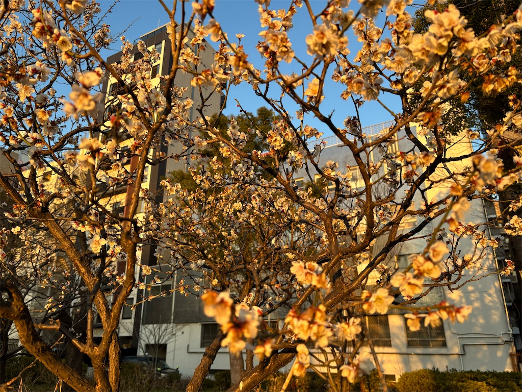 f:id:asakusa5809:20260206083129j:image