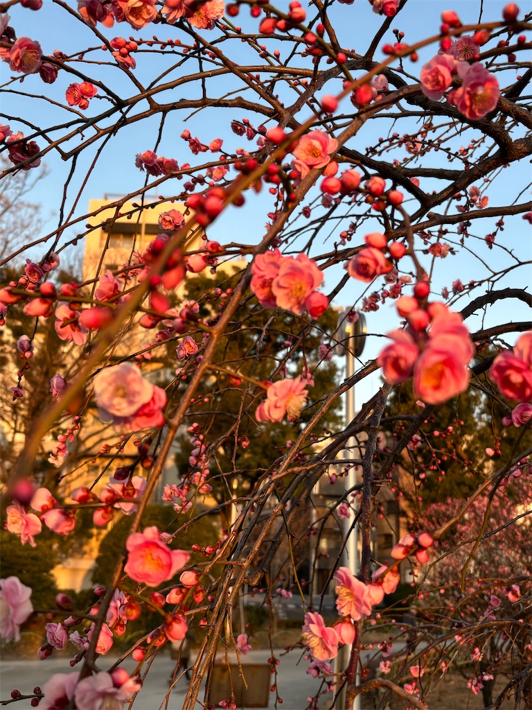 f:id:asakusa5809:20260206090707j:image