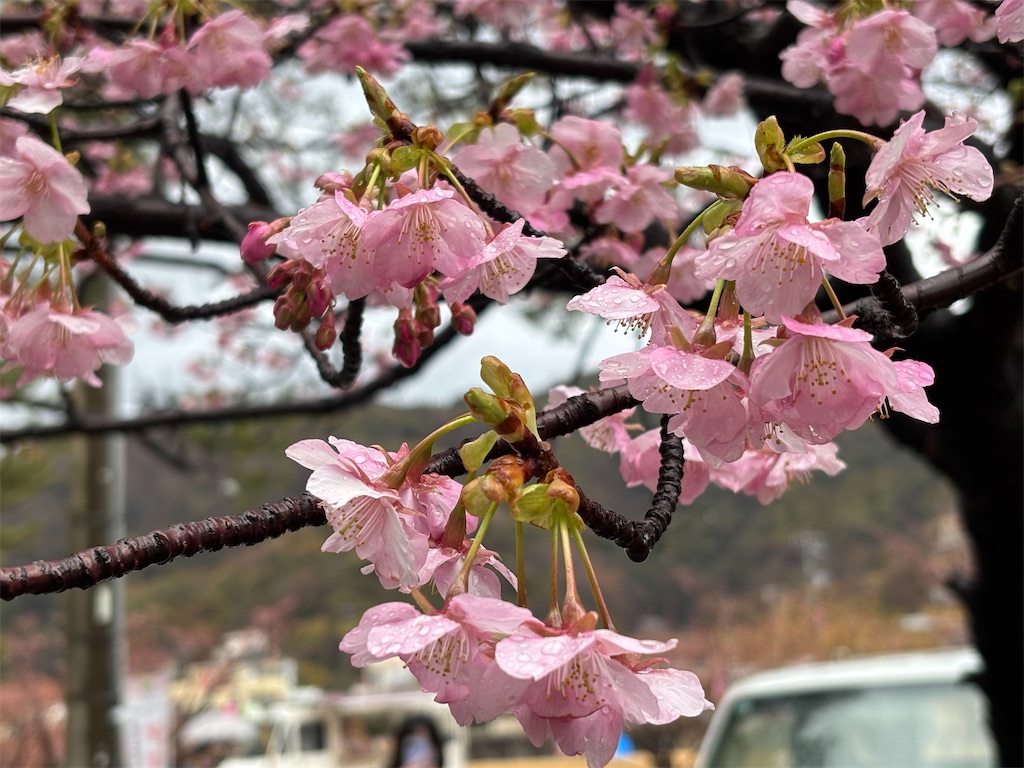 f:id:asakusa5809:20260208082836j:image