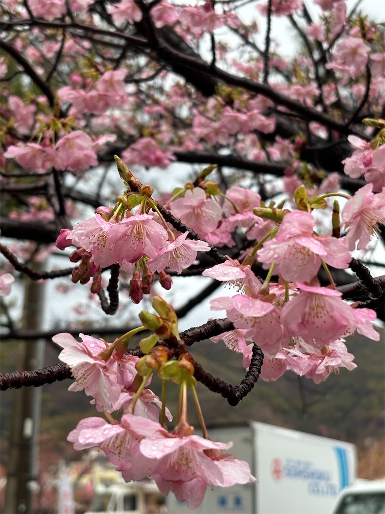 f:id:asakusa5809:20260208082847j:image