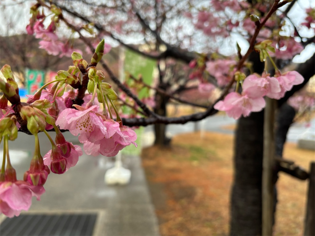 f:id:asakusa5809:20260208083007j:image