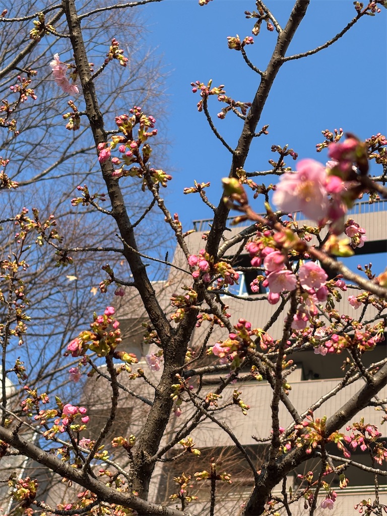 f:id:asakusa5809:20260215195947j:image