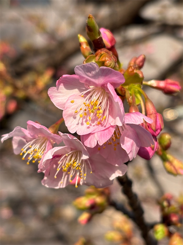 f:id:asakusa5809:20260215195955j:image