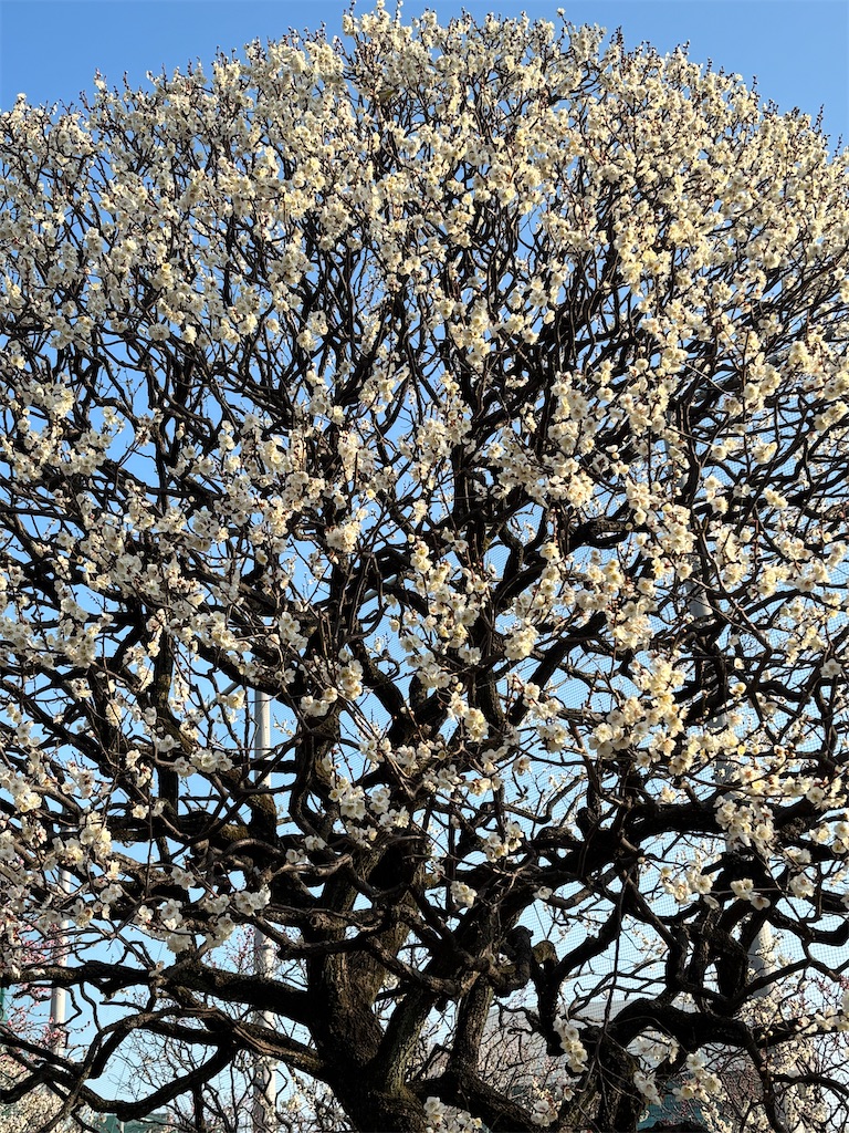f:id:asakusa5809:20260215200003j:image
