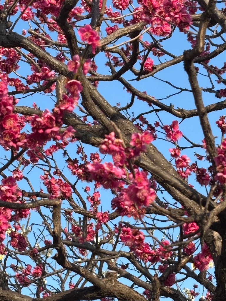 f:id:asakusa5809:20260215200018j:image