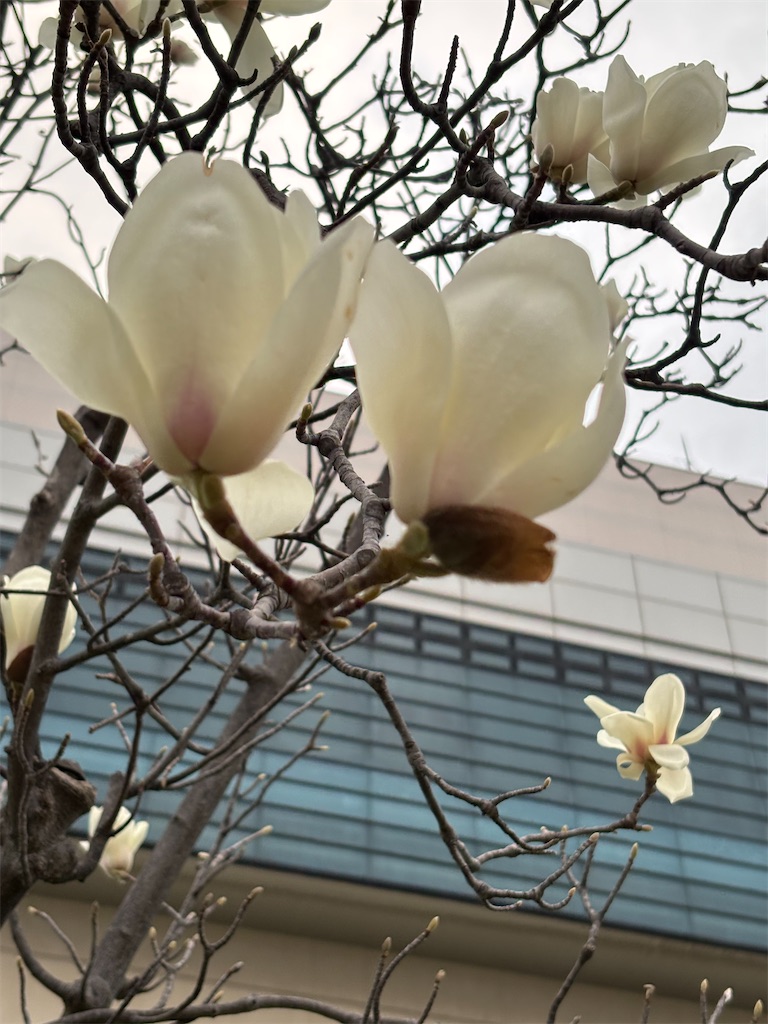 f:id:asakusa5809:20260302075321j:image