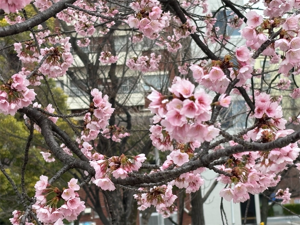 f:id:asakusa5809:20260302075352j:image