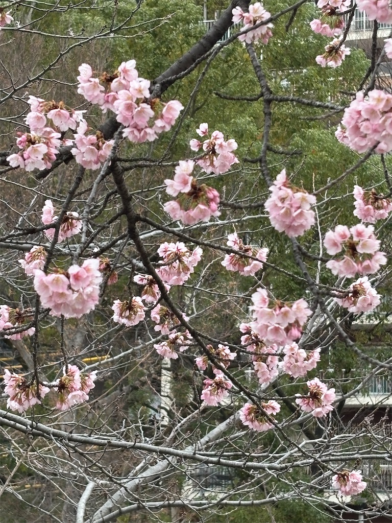 f:id:asakusa5809:20260302075415j:image