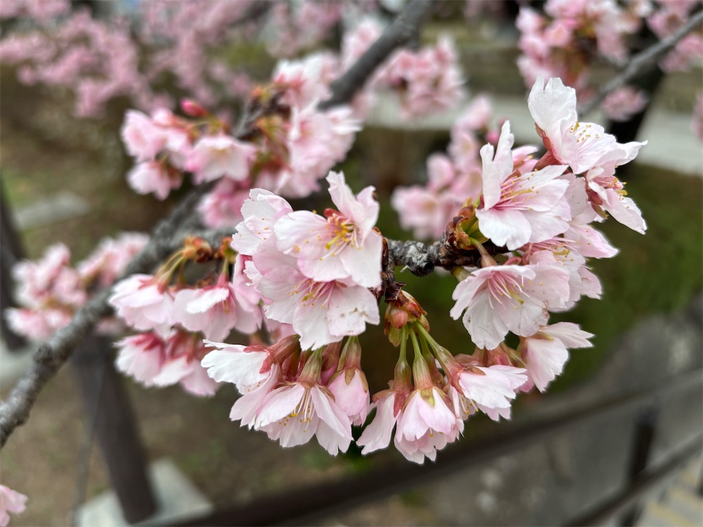 f:id:asakusa5809:20260302075431j:image