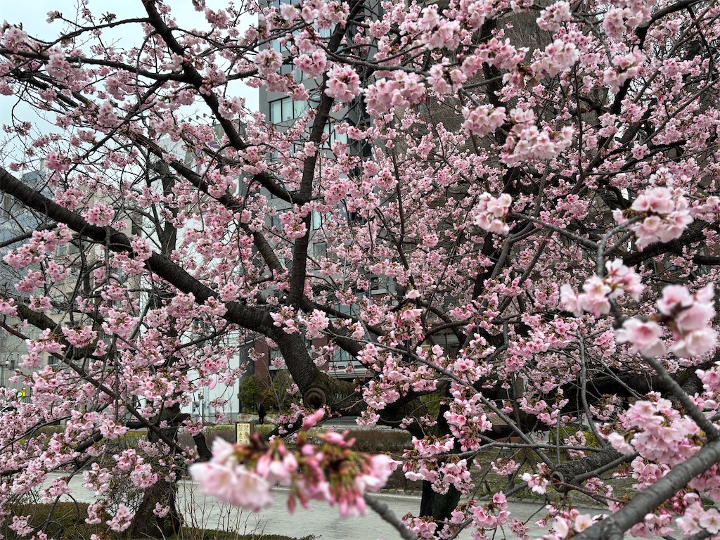 f:id:asakusa5809:20260302075436j:image