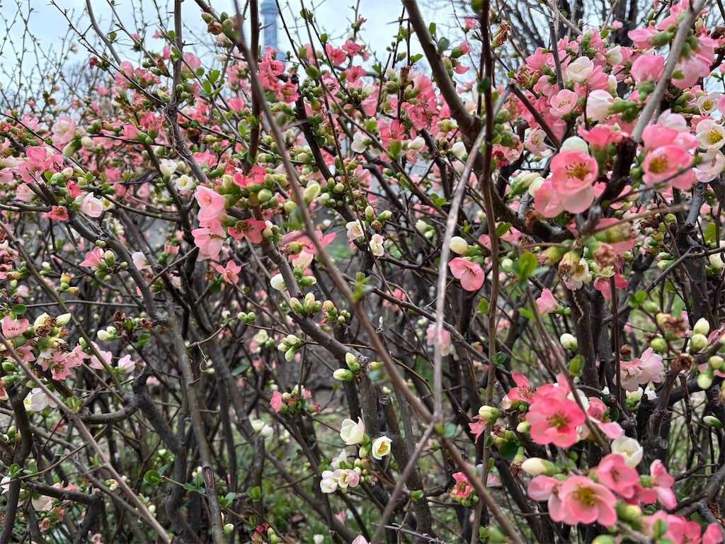f:id:asakusa5809:20260302075445j:image