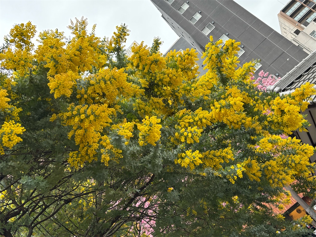 f:id:asakusa5809:20260302075641j:image