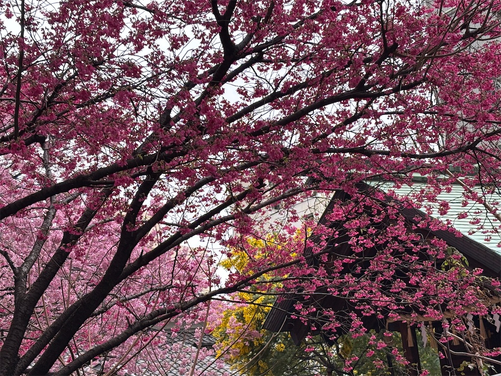 f:id:asakusa5809:20260302075655j:image