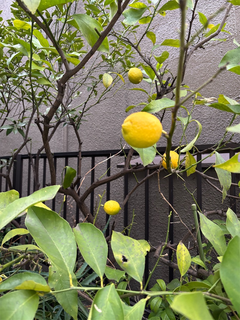 f:id:asakusa5809:20260307202846j:image