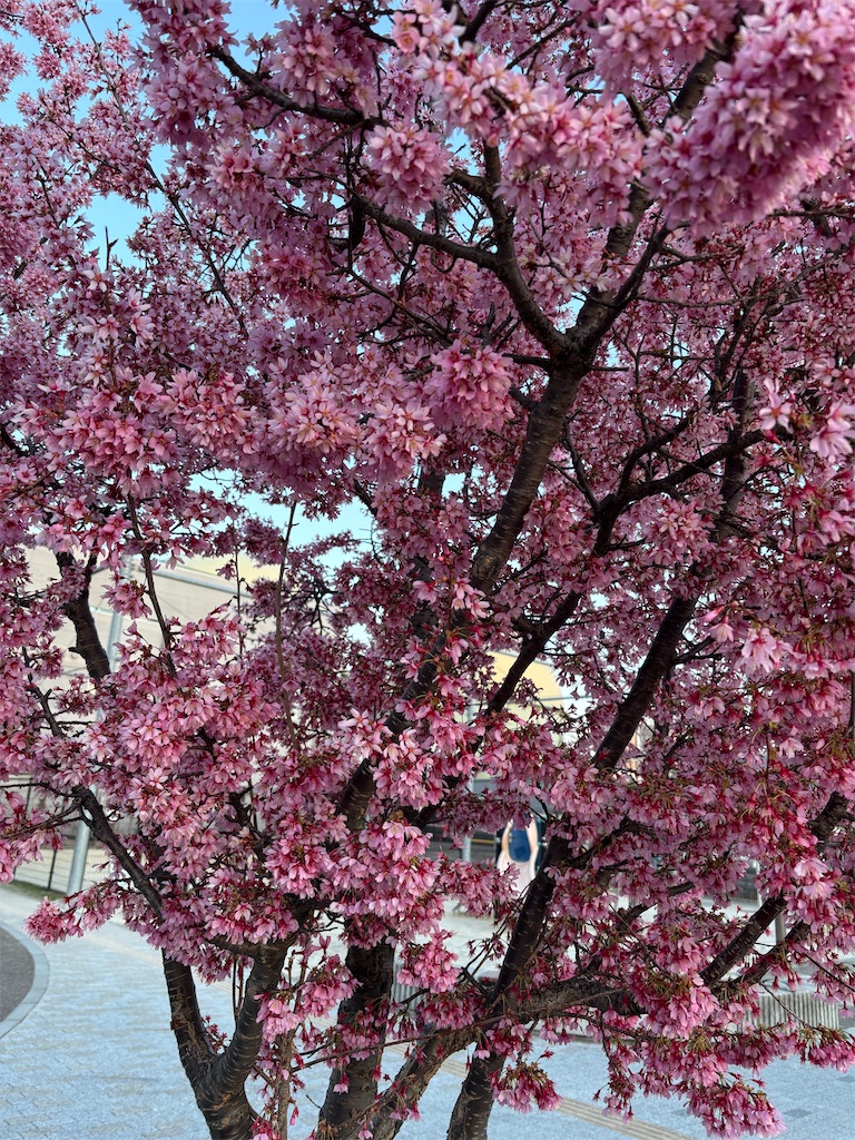 f:id:asakusa5809:20260308160838j:image