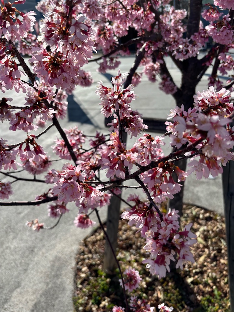 f:id:asakusa5809:20260308160848j:image