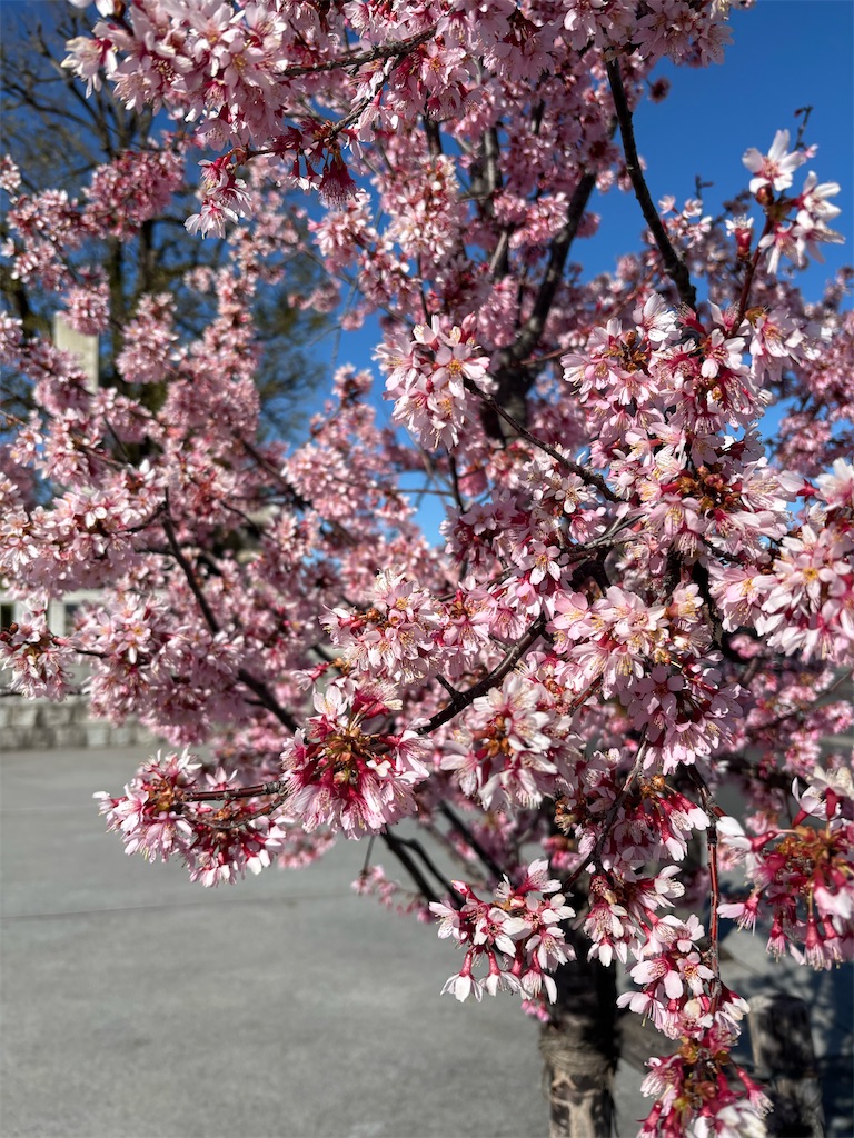 f:id:asakusa5809:20260308160851j:image