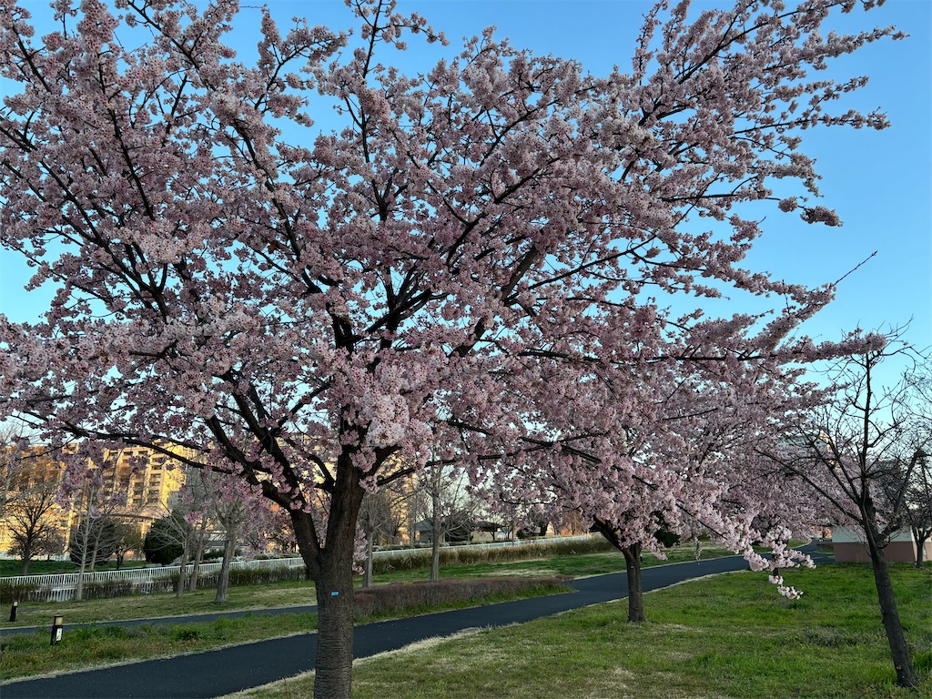 f:id:asakusa5809:20260308160856j:image