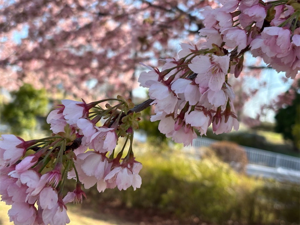 f:id:asakusa5809:20260308161000j:image